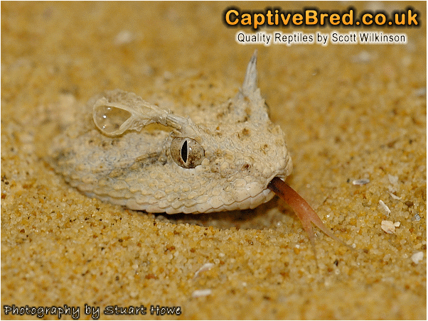 horned viper portrait