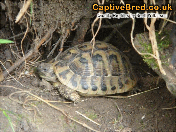 hermans tortoise hatching .