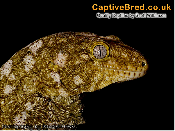 http://www.captivebred.co.uk/images/rhacodactylus_leachianus_giant_gecko_003.gif